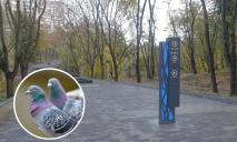 Птичья «бомбардировка»: в Днепре от нашествия голубей страдает парк Зеленый Гай (ВИДЕО)
