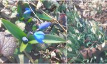 «Уже ничего не остановит»: в ботсаду Днепра, несмотря на сильный мороз, буйно цветут первоцветы (ФОТО)