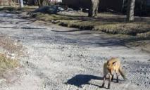Бросается на домашних собак: в Днепре по Игрени бегает лиса, которая может болеть бешенством