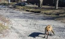 Чули звуки “сутички”: ще в одному районі Дніпра бачили лисицю, яка може хворіти на сказ