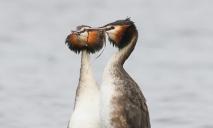 В Днепре на реке сняли необычных «рогатых» птиц, кокетничающих между собой (ФОТО)
