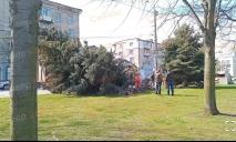 В Днепре на Сичеславской Набережной упала огромная елка