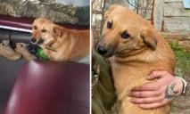 Зникнення Майора: у Дніпрі всім містом шукали бойового пса-талісмана, який загубився на вокзалі