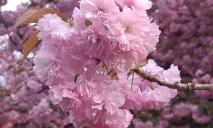 Сквозь ветки с цветами невидно неба: в ДИИТе цветет сакура (ФОТО)