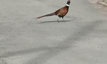 «С цепи сорвался и сбежал»: в Днепре посреди улицы заметили хромающего фазана