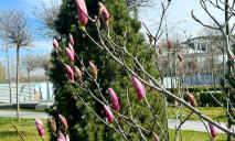 Сквер Прибрежный в Днепре покрылся розовыми цветами (ФОТО)