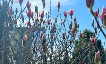Сквер Прибережний у Дніпрі вкрився рожевими квітами (ФОТО)