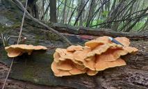 На смак, як курка: на Дніпропетровщині масово ростуть “м’ясні” гриби-паразити