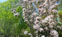 В Днепре из-за аномальной жары одновременно цветут сирень, сакуры и миндальные деревья (ФОТО)