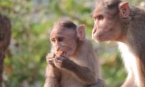 В Таиланде разгорелась война между обезьяньими бандами: их пытается разогнать полиция