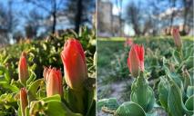 Месяцем раньше: в Днепре на Левобережном цветет тюльпановая аллея (ФОТО)