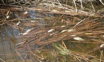 На березі водосховища поблизу Дніпра виявили сотні загиблих карасів: що кажуть фахівці