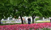 Житель Днепра сорвал с городской клумбы три сотни тюльпанов, чтобы удивить любимую