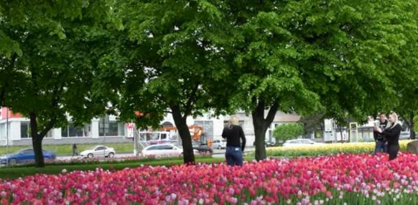 Житель Днепра сорвал с городской клумбы три сотни тюльпанов, чтобы удивить любимую