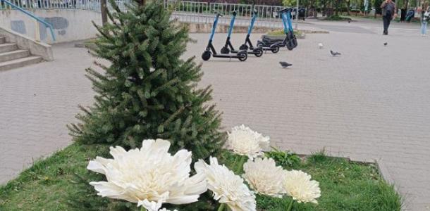 В Днепре «выросли» гигантские хризантемы (ФОТО)