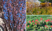 Среди магнолий, сакур и тюльпанов: ТОП -12 мест в Днепре для необычного фото в цветах