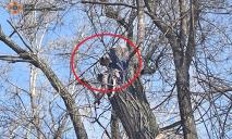 У Дніпрі рятували котика, який заліз на високе дерево та не зміг самостійно спуститись (ФОТО)