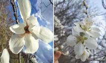Квітнуть магнолія Кобус та ранні мигдалі: у суботу у Дніпрі працюватиме ботсад