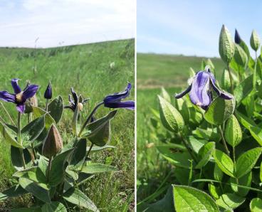 На Дніпропетровщині помітили рідкісну отруйну рослину, від запаху якої свербить у носі