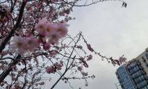 У Дніпрі на Набережній Перемоги вдруге за рік розквітнула сакура (ФОТО)