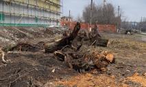 В Днепре на улице Кротова незаконно спилили 25 деревьев на 129 тыс гривен