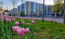 Мини-Голландия: в Днепре на Победе расцвели тысячи тюльпанов