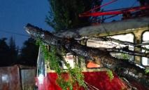 Во время сильной непогоды деревья попадали на трамвайные вагоны: в Днепре разгребают последствия урагана