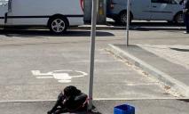 В Днепре возле «Сильпо» с утра сидит привязанная к столбу собака: люди несут ей воду