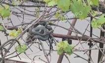 Аж кишит: в Днепре на Сичеславской Набережной возле ресторана заметили змеиное логово (ВИДЕО)