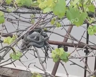 Аж кишить: у Дніпрі на Січеславській Набережній біля ресторану помітили зміїне лігво (ВІДЕО)