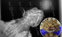 Вибите око та пошматована мордочка: у Дніпрі рятують кішку Рисю, яку сильно побили