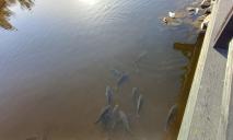 У Дніпрі на Перемозі помітили гігантських риб (ФОТО)