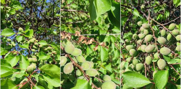 В Днепре в конце апреля на деревьях появились плоды абрикосов (ФОТО)