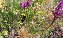 В Днепропетровской области впервые обнаружили редкую в Европе орхидею