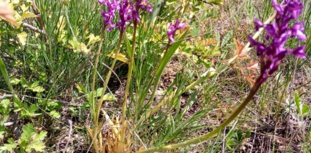 В Днепропетровской области впервые обнаружили редкую в Европе орхидею