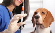 В Днепре можно бесплатно вакцинировать и чипировать домашних животных: где и что для этого нужно