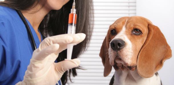 В Днепре можно бесплатно вакцинировать и чипировать домашних животных: где и что для этого нужно