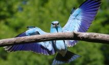 У Дніпрі зазнімкували яскраву тропічну пташку (ФОТО)