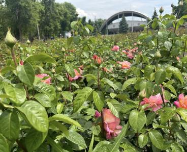 У середмісті Дніпра розквітнув найбільший розарій у місті (ФОТО)