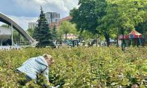 В центре Днепра расцвел самый большой розарий в городе (ФОТО)