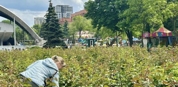 В центре Днепра расцвел самый большой розарий в городе (ФОТО)