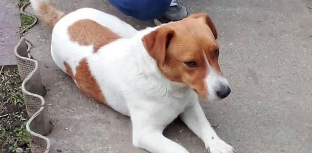 «Сам сел и поехал»: на Днепропетровщине собачка убежала от хозяев на электричке в соседний город