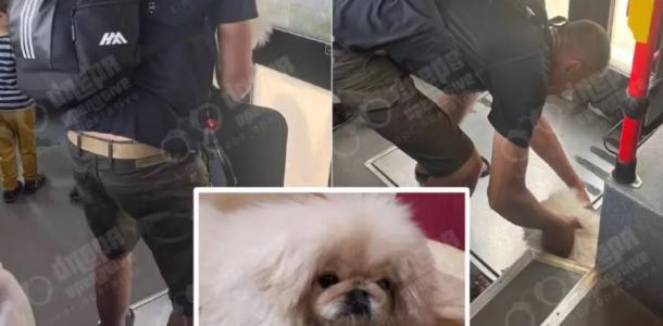 Житель Днепра похитил щенка в общественном транспорте