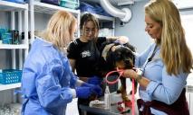 В Днепре благотворители из Нидерландов открыли госпиталь для животных, пострадавших из-за войны