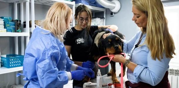 В Днепре благотворители из Нидерландов открыли госпиталь для животных, пострадавших из-за войны