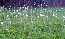 На Дніпропетровщині балка заросла отруйними квітами (ФОТО)