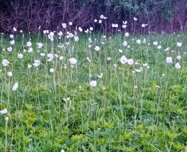 На Дніпропетровщині балка заросла отруйними квітами (ФОТО)