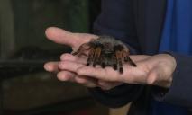 Каракурт и тарантул: на Днепропетровщине заметили ядовитых пауков