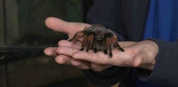 Каракурт и тарантул: на Днепропетровщине заметили ядовитых пауков