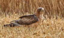 Найменший орел у світі: на Дніпропетровщині помітили рідкісного птаха